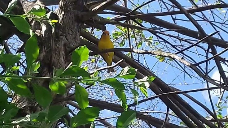 Canário-da-terra (Sicalis flaveola) na natureza