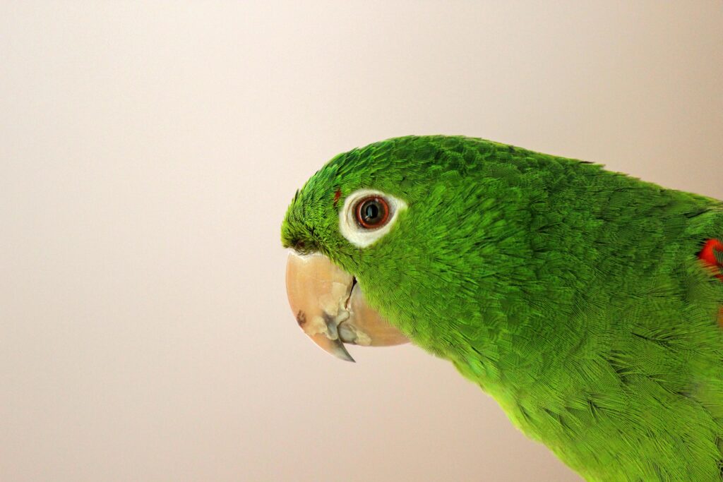 Maritaca (Psittacara leucophthalma), também conhecida como Periquitão-maracanã, Maitaca... Ave da família dos psitacídeos.