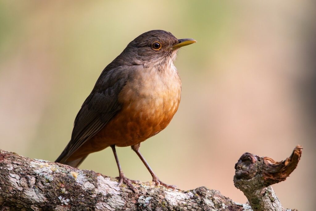 Sabiá-laranjeira (Turdus rufiventris).